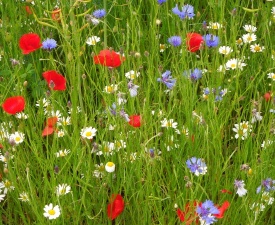 June 2013 Wildflowers feast for senses